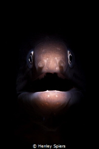 Eels Always Look Surprised by Henley Spiers 
